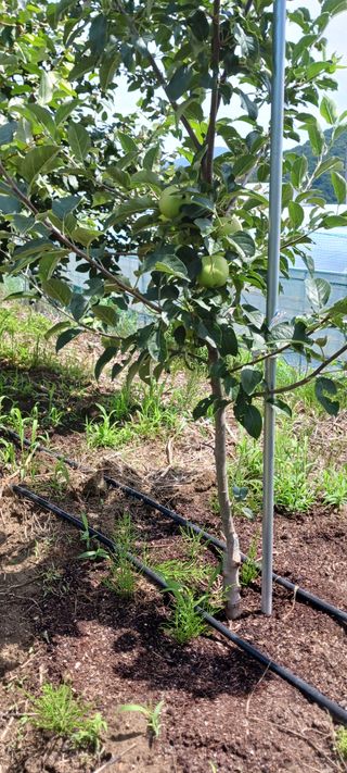 김 연님의 기타작물 · 영농일지 작성글 사진