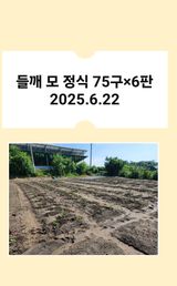 팜모닝 들깨·영농일지 게시글 이미지