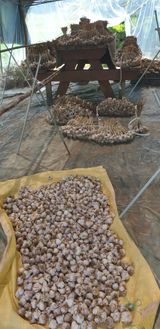 팜모닝 기타작물·영농일지 게시글 이미지