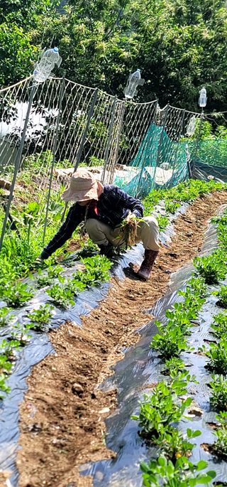 장기준님의 기타작물 · 영농일지 작성글 사진