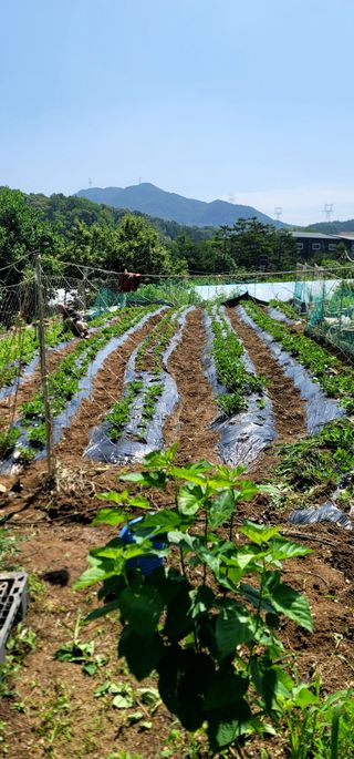 장기준님의 기타작물 · 영농일지 작성글 사진