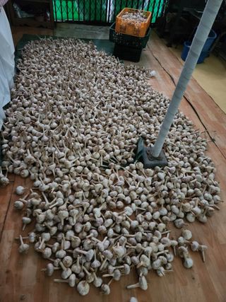 들깨17250님의 마늘 · 영농일지 작성글 사진