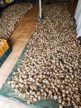 팜모닝 마늘·영농일지 게시글 이미지