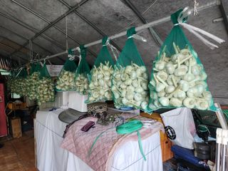 들깨17250님의 마늘 · 영농일지 작성글 사진