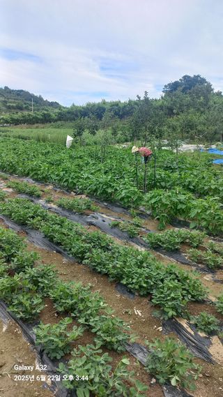 양배추16486님의 참깨 · 영농일지 작성글 사진