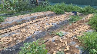 이종선님의 감자 · 영농일지 작성글 사진