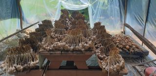 Kns4324님의 기타작물 · 영농일지 작성글 사진