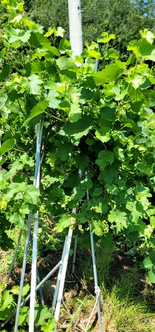 장기준님의 기타작물 · 영농일지 작성글 사진