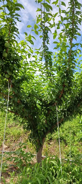 김 연님의 기타작물 · 영농일지 작성글 사진