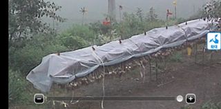 상촌농장 영가이버님의 마늘 · 영농일지 작성글 사진