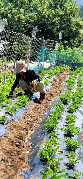 장기준님의 기타작물 · 영농일지 작성글 사진