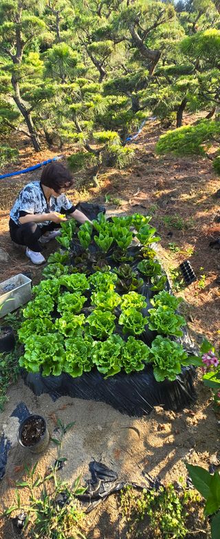 상추22033님의 기타작물 · 영농일지 작성글 사진