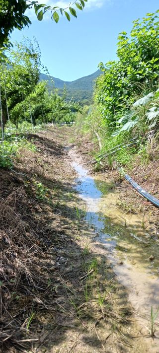 김 연님의 기타작물 · 영농일지 작성글 사진