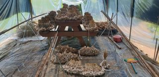 Kns4324님의 기타작물 · 영농일지 작성글 사진