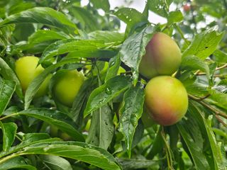 박주흥님의 자두 · 영농일지 작성글 사진