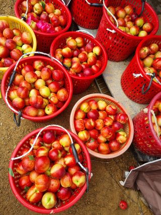 복숭아20126님의 기타작물 · 영농일지 작성글 사진