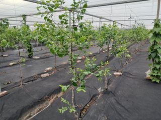 오름머리님의 기타작물 · 영농일지 작성글 사진