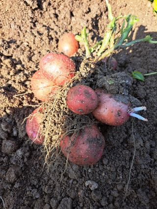 좋은인연원님의 감자 · 영농일지 작성글 사진