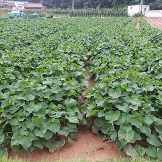 osm님의 고구마 · 영농일지 작성글 사진