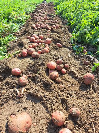 좋은인연원님의 감자 · 영농일지 작성글 사진