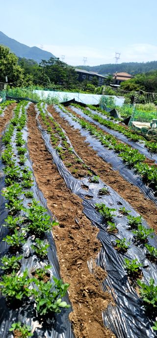 장기준님의 기타작물 · 영농일지 작성글 사진