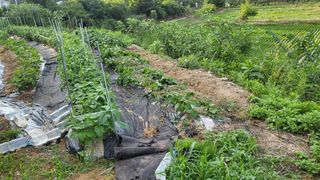 괴동조합장님의 고구마 · 영농일지 작성글 사진