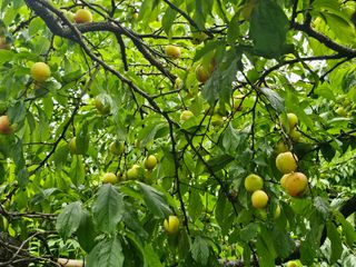 박주흥님의 자두 · 영농일지 작성글 사진