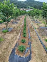 팜모닝 기타작물·영농일지 게시글 이미지