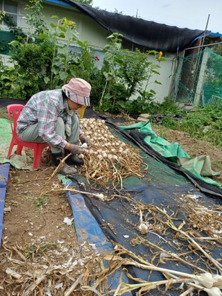 금돌비학님의 마늘 · 영농일지 작성글 사진