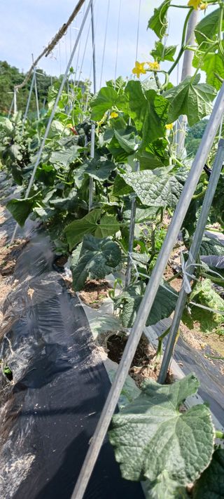 김 연님의 기타작물 · 영농일지 작성글 사진