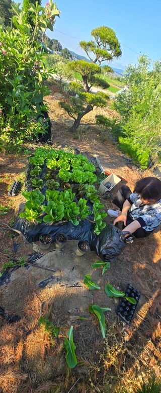상추22033님의 기타작물 · 영농일지 작성글 사진