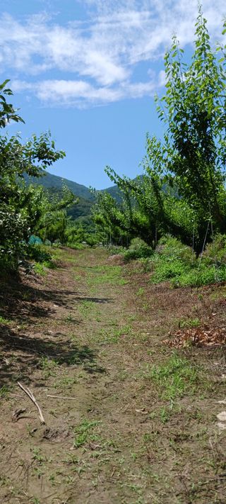 김 연님의 기타작물 · 영농일지 작성글 사진