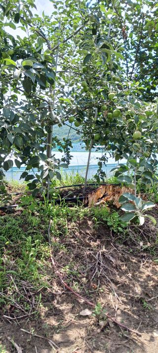 김 연님의 기타작물 · 영농일지 작성글 사진