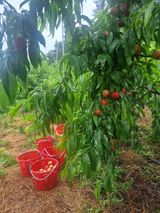 팜모닝 기타작물·영농일지 게시글 이미지