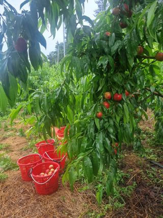 복숭아20126님의 기타작물 · 영농일지 작성글 사진