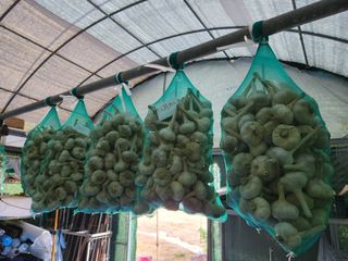 들깨17250님의 마늘 · 영농일지 작성글 사진