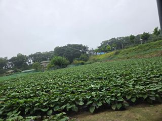 박명광님의 고구마 · 영농일지 작성글 사진