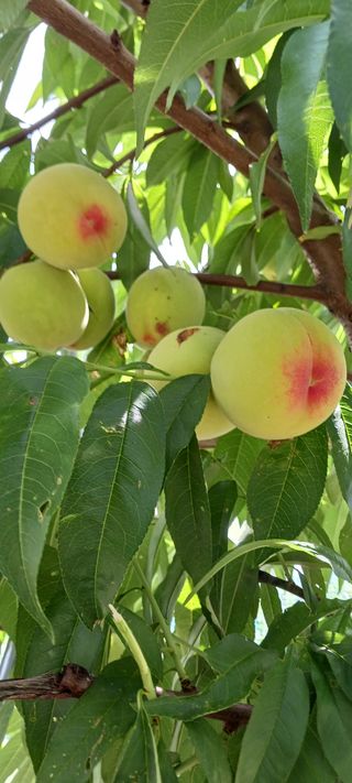 김 연님의 기타작물 · 영농일지 작성글 사진