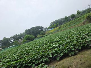 박명광님의 고구마 · 영농일지 작성글 사진