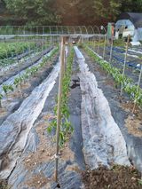 팜모닝 기타작물·영농일지 게시글 이미지