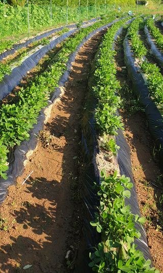 모니카님의 기타작물 · 영농일지 작성글 사진