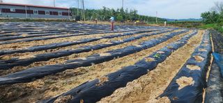 최동식님의 기타작물 · 영농일지 작성글 사진