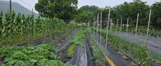 상추22033님의 기타작물 · 영농일지 작성글 사진