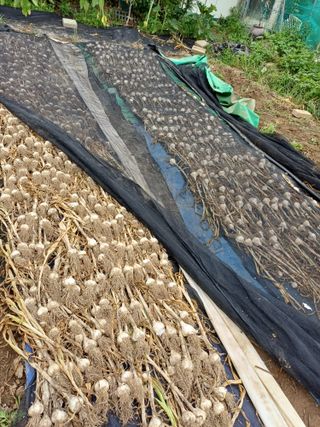 금돌비학님의 마늘 · 영농일지 작성글 사진