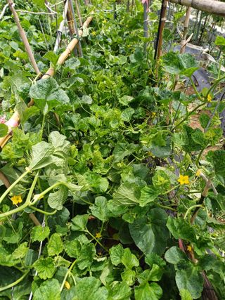 신 난다님의 기타작물 · 영농일지 작성글 사진