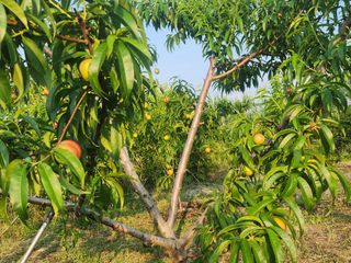 박병한님의 기타작물 · 영농일지 작성글 사진