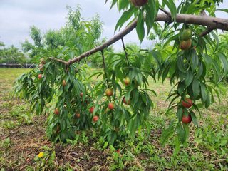 박병한님의 기타작물 · 영농일지 작성글 사진