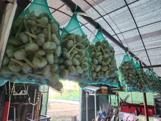 들깨17250님의 마늘 · 영농일지 작성글 사진