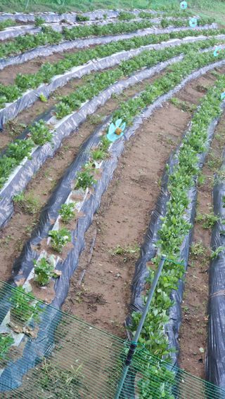 모니카님의 기타작물 · 영농일지 작성글 사진