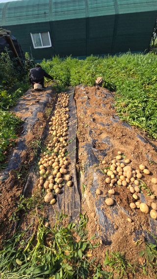 이종선님의 감자 · 영농일지 작성글 사진